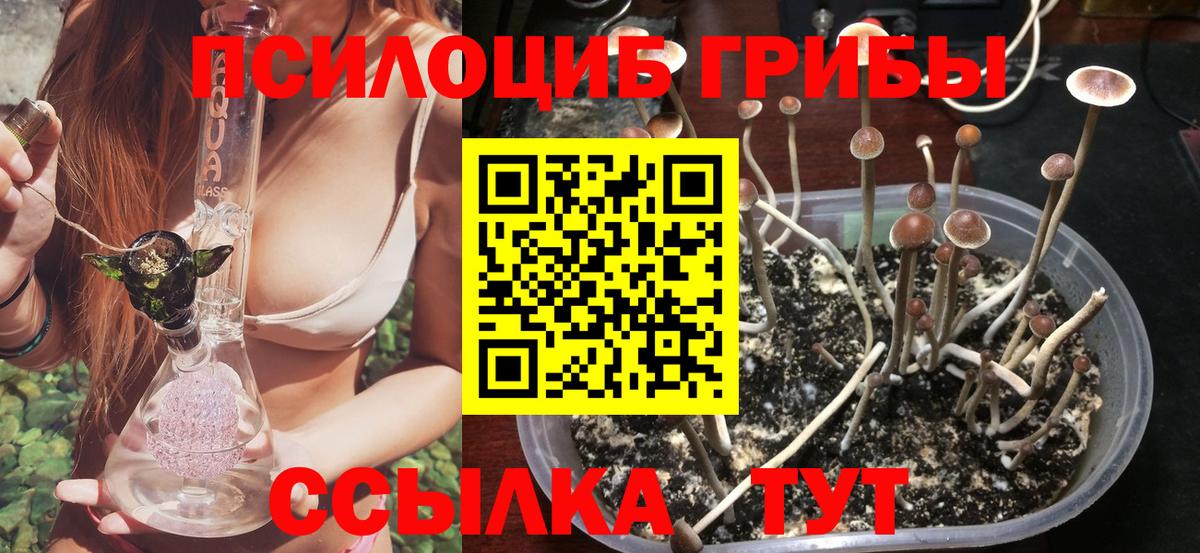 Галлюциногенные грибы Cubensis Мурино